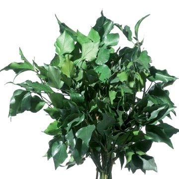 Decoflorales® - Echter, auf Glycerinbasis konservierter Efeu; Farbe grün; Bund; ca. 5-6 Zweige; Länge ca. 50 cm von Rose4Ever