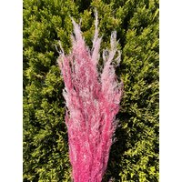 Agrostis Rose Gradation Pink Trockenblumen Rosa Hochzeitsdeko Boutonniere Diy Wohndeko Tisch Blumengesteck Blumenstrauß 10G von RoseforU