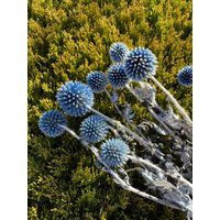 Echinops Ritro Konserviert Blau Getrocknete Blume Langen Stiel Wohnkultur Hochzeit Blumengesteck Trockenblumenstrauß Arrangement Floral Blue von RoseforU