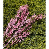 Ruscus Erhaltene Blume Esprit Pink Getrocknete Blumenarrangement Hochzeitsdeko Rosa Hochzeit Bouquet Diy Home Decor von RoseforU