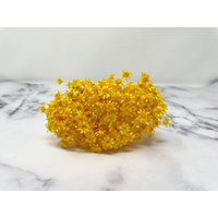 Gelbe Trockenblume Stern Blume Blüte Blumengesteck Hochzeitsdeko Gelb Hochzeitsplanung Blumenkrone 18G von RoseforU