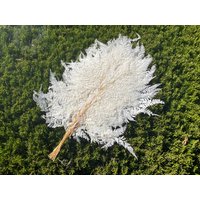 Menge 10 Mini Farn Weiß Trockenblumenstrauß Hochzeitsdeko Trockene Blumengesteck Hochzeit Weiße Blumenschmuck Diy Wohnkultur Farne von RoseforU