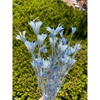 Water Blue Color 30G Nigella Orientalis Trockenblumengesteck Trockenblume Diy Blumengesteck Hochzeitsdeko Blau Wohnkultur von RoseforU