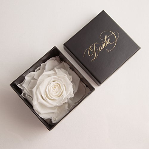 Rosemarie Schulz Rosenbox 1 ewige Rose konserviert Geschenkbox/Danksagung/Rosengesteck (8,5 x 8,5 cm, Weiß) von Rosemarie Schulz