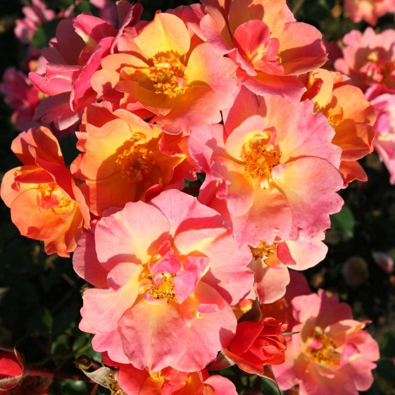 Bodendeckerrose &#039;Jazz®&#039;, 3 - 5 Liter, 3 starke Triebe, A-Qualität Liefergröße: 3 starke Triebe, A-Qualität von Rosen Tantau