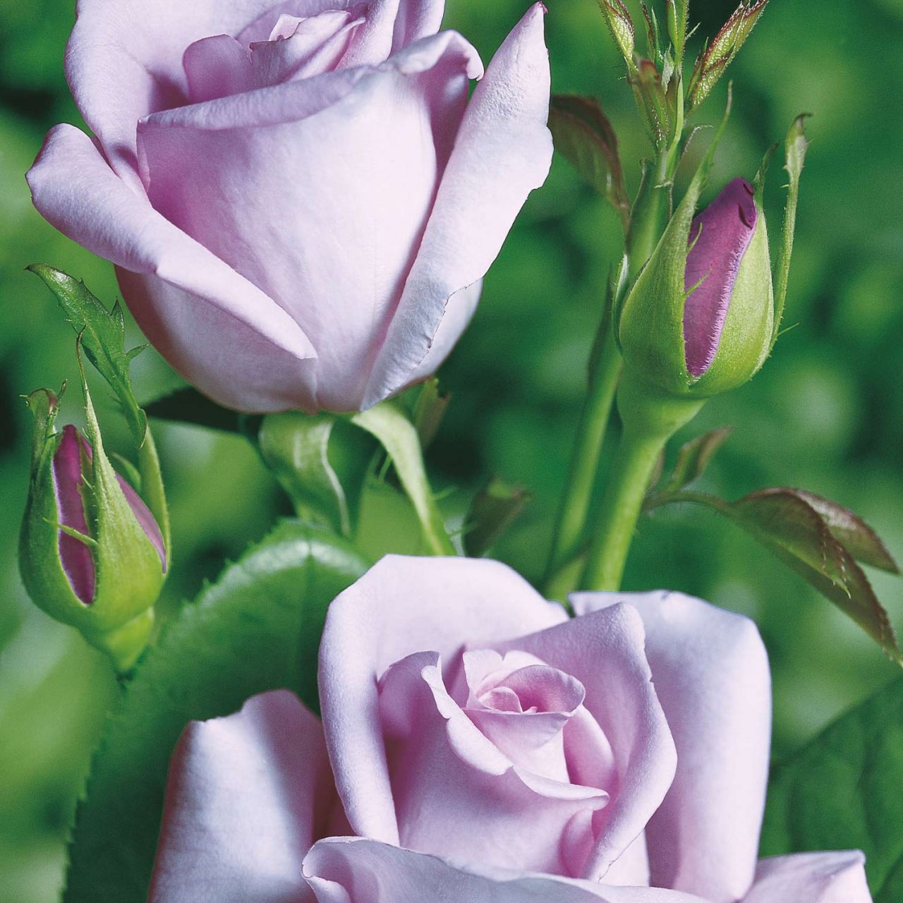 Edelrose 'Mainzer Fastnacht®' Duftrose von Rosen Tantau