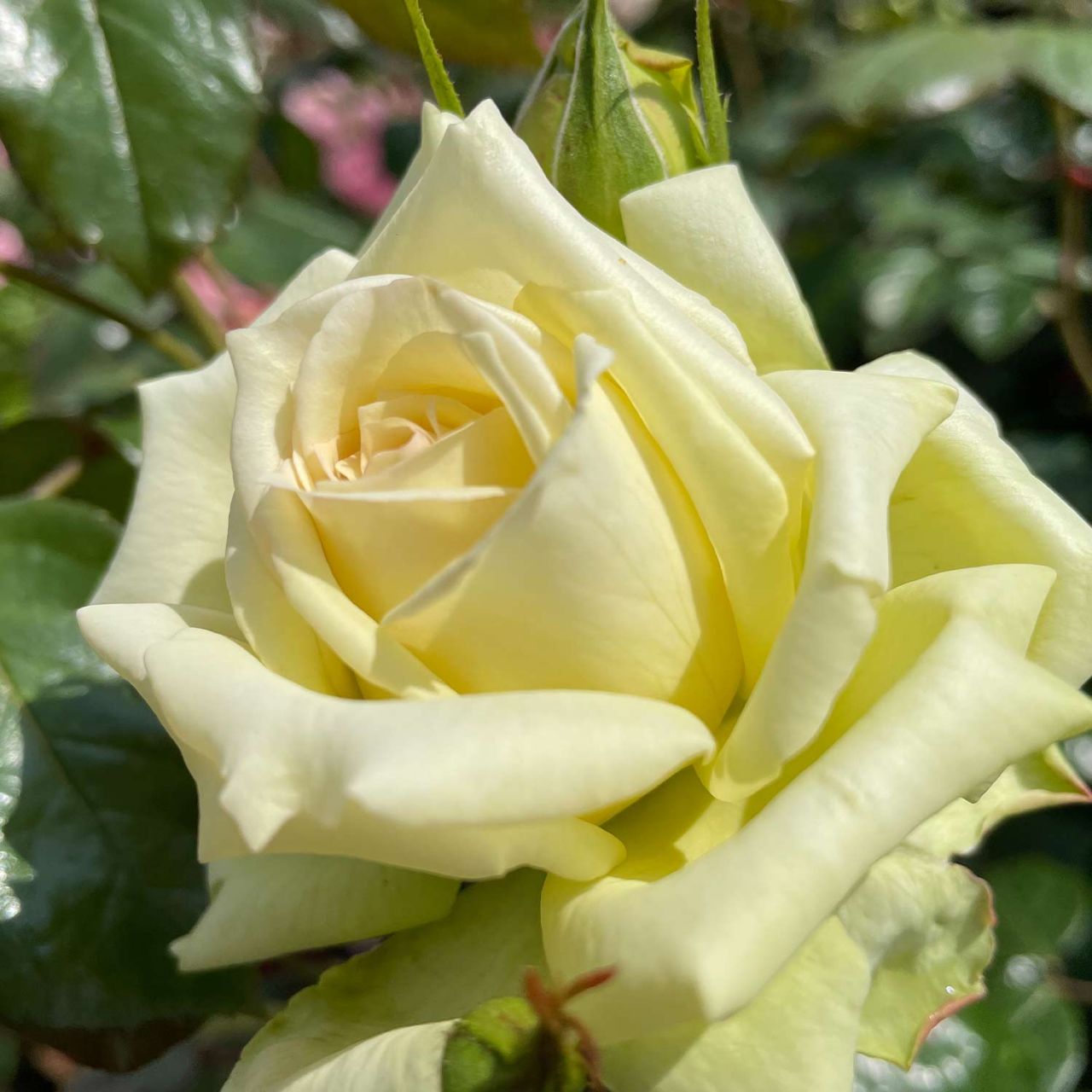 Kletterrose 'Elfe®' von Rosen Tantau