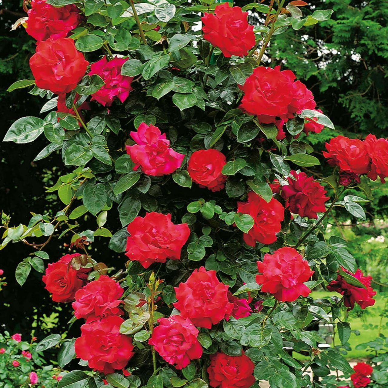 Kletterrose 'Santana®' von Rosen Tantau