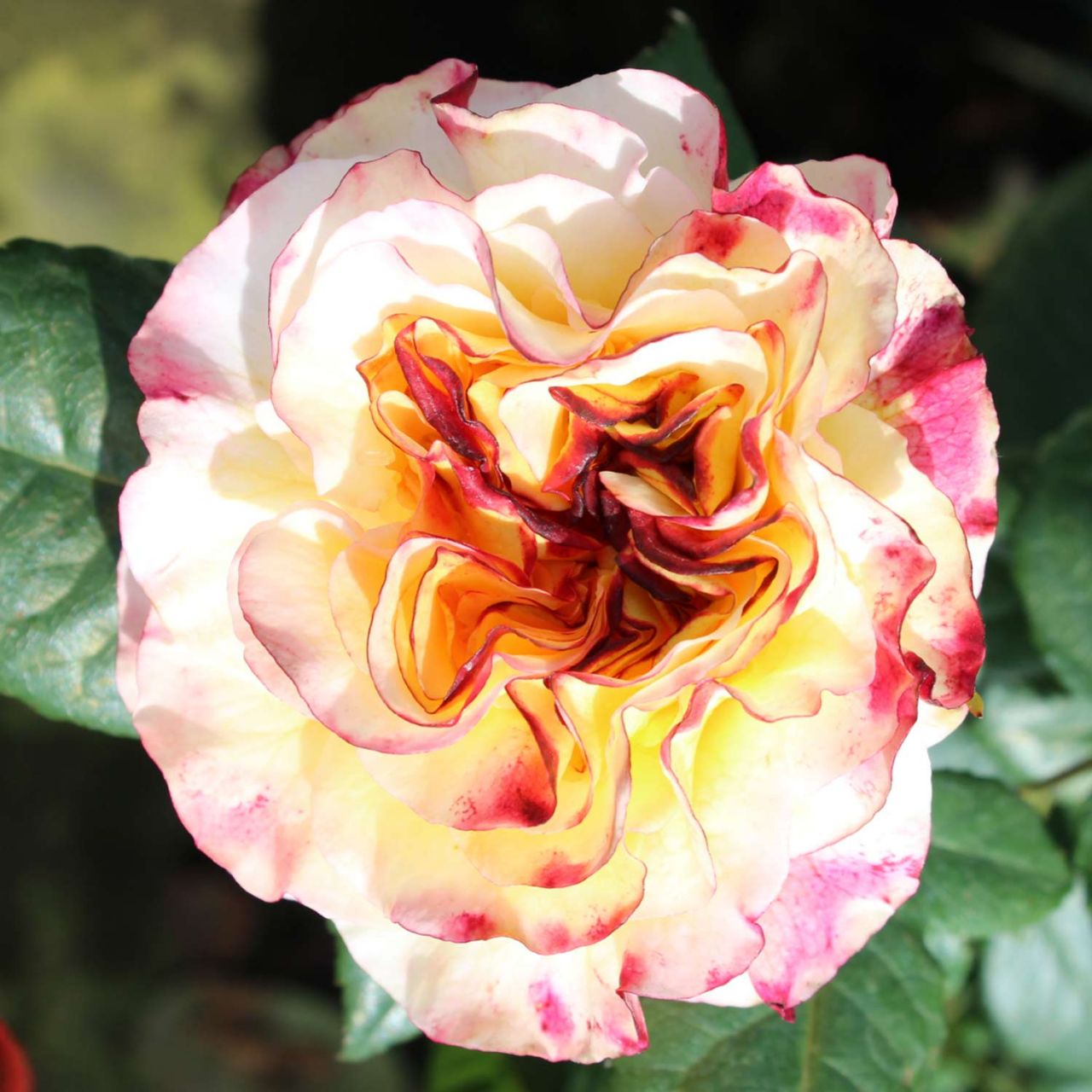 Nostalgische Edelrose 'Aquarell®' von Rosen Tantau