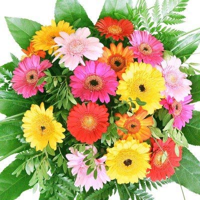 Bunter Blumenstrauß mit Germinis - Geschenktipp zum Geburtstag von Rosenbote