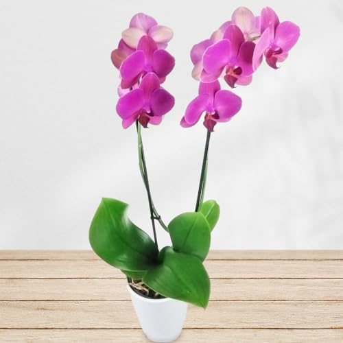 Lila Orchidee inklusive Keramikübertopf und Grußkarte # Pflanze # Zimmerpflanze # Büropflanze von Rosenbote