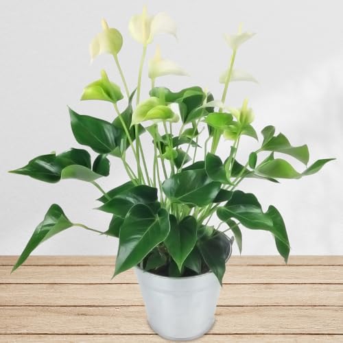 Weiße Anthurie inklusive Übertopf und Grußkarte # Pflanze # Zimmerpflanze # Büropflanze von Rosenbote