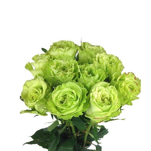 10 grüne Rosen - Langstielig - Vasenfertig - Frische Rosen von Rosenbote von Rosenbote