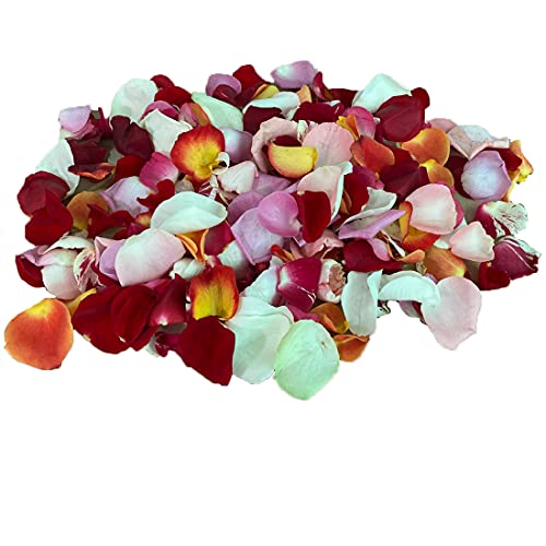 Echte frische bunte Rosenblätter - Rosenblätter von bunten Rosen zum Streuen und Dekorieren, ideal z.B. für Hochzeit von Rosenbote