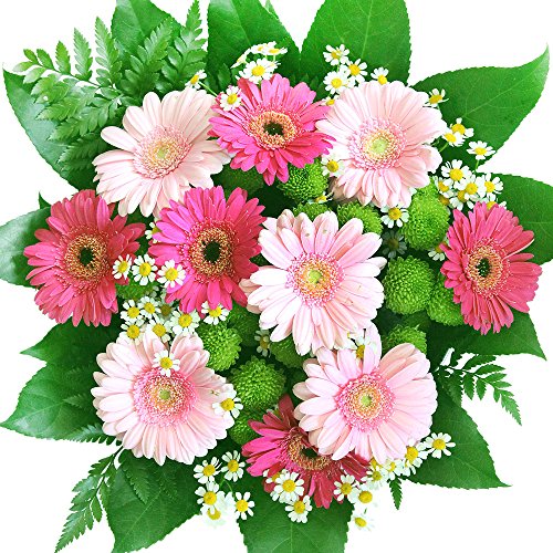 Gerbera Blumenstrauß in Pink und Rosa - Strauß mit 7 Gerbera in Pink und Rosa - Inklusive gratis Grußkarte von Rosenbote