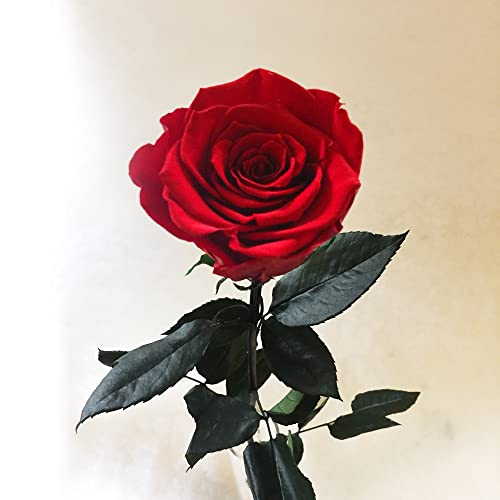Haltbare Rose - Konservierte Rose - Rote Rose in Premiumqualität - Langstielig - Ca. 60 cm von Rosenbote