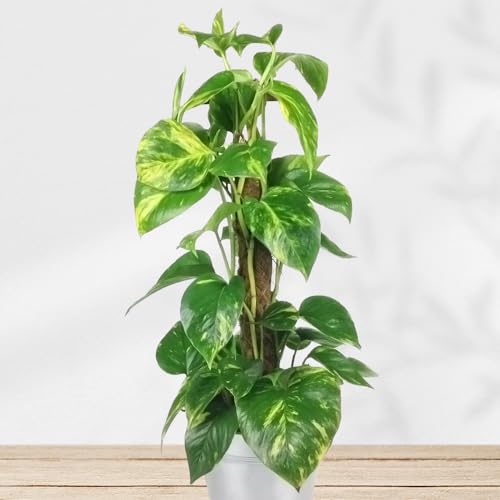 Scindapsus inklusive Übertopf und Grußkarte # Pflanze # Zimmerpflanze # Büropflanze von Rosenbote