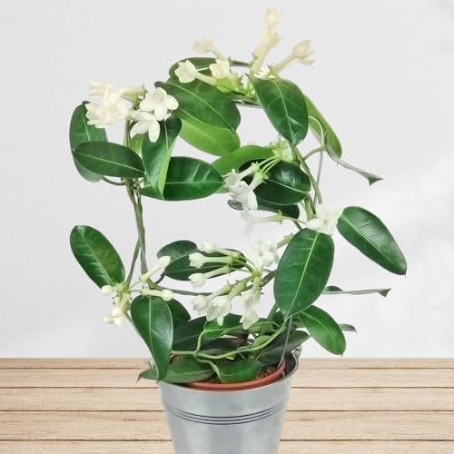 Stephanotis mit weißen Blüten inklusive Übertopf und Grußkarte # Pflanze # Zimmerpflanze # Büropflanze von Rosenbote