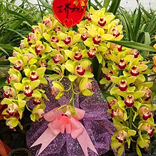 Rotyroya 1 Beutel Cymbidium-Samen, hohe Überlebensrate, wächst schnell, kleine Garten-Bonsai-Orchideen-Blumensamen für den Hausgarten Gelb Cymbidium-Samen von Rotyroya