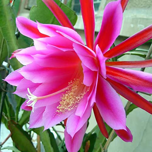 Rotyroya 1 Beutel Epiphyllum Oxypetalum-Samen, hohe Ausbeute, einfach zu pflanzen, kleine Gartendekoration, rote Blumensamen für Zuhause Epiphyllum-Samen von Rotyroya