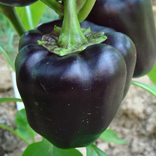 Rotyroya 1 Beutel Paprikasamen frisch, hohe Keimrate, leicht, schwarzer Paprikasamen für den Garten Schwarz Paprika Samen von Rotyroya