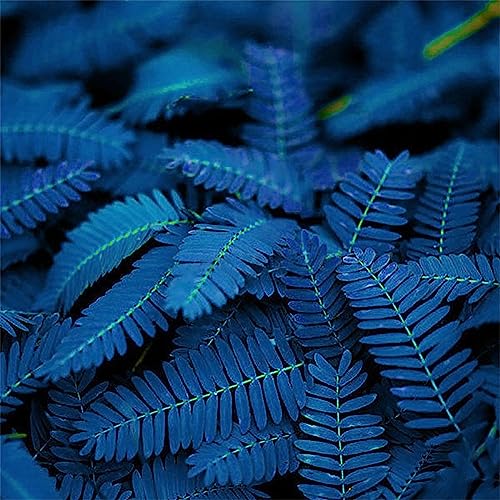 Rotyroya 10/20/50 Stück einzigartige blaue Mimosa Pudica-Samen, Garten-Bonsai-Pflanzen, Heimdekoration 20St von Rotyroya