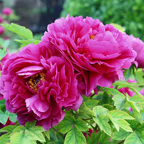 Rotyroya 10 Stück/Beutel Blumensamen, lebensfähige mehrjährige Mischung Farbe Pfingstrose Bonsai Samen für den Garten Rosenrot von Rotyroya