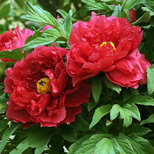 Rotyroya 10 Stück/Beutel Blumensamen, lebensfähige mehrjährige Mischung Farbe Pfingstrose Bonsai Samen für den Garten Rot von Rotyroya