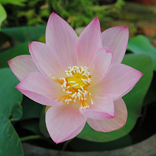 Rotyroya 10 Stücke Pflanzensamen Schüssel Lotus Samen Bonsai Pflanzen Hausgarten Hydrokulturpflanze Blumendekor Rosa von Rotyroya