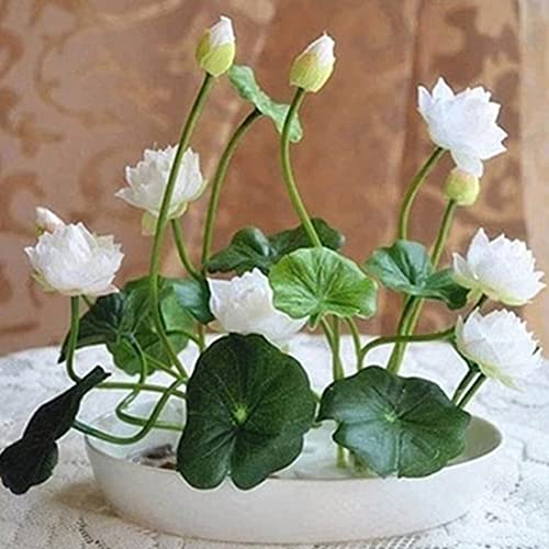 Rotyroya 10 Stücke Pflanzensamen Schüssel Lotus Samen Bonsai Pflanzen Hausgarten Hydrokulturpflanze Blumendekor Weiß von Rotyroya