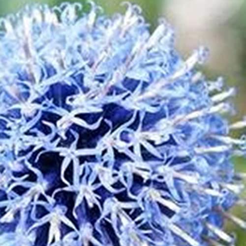 Rotyroya 100 Stück/Beutel Allium Cyaneum Samen, sichere, hochkeimende, mehrjährige, blühende Riesenzwiebelsämlinge für den Garten Riesenzwiebelsamen von Rotyroya