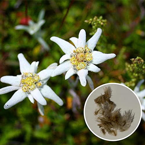 Rotyroya 100 Stück/Beutel Edelweiss-Samen, hohe Ausbeute voller Vitalität, geoponische weiße Blumen-Edelweiss-Samen für den Garten Edelweiss Samen von Rotyroya