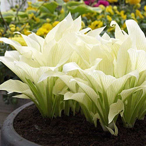 Rotyroya 100 Stück/Beutel Hosta Plantaginea-Samen, duftende verschönernde weiße Blütenblätter, Büro-Schreibtische, Blumensamen für den Garten Saatgut von Rotyroya