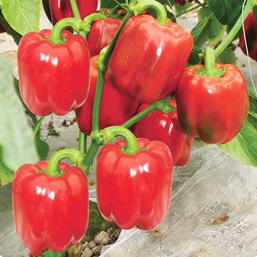 Rotyroya 100 Stück/Beutel Peperoni-Samen, süße, gentechnikfreie, mehrfarbige Gewürz-Gartensamen für Hofgarten Rot Paprika Samen von Rotyroya