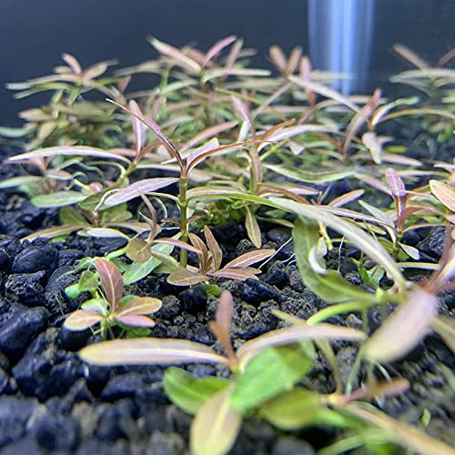 Rotyroya 100 Stück/Beutel Potamogeton Crispus-Samen, hygrophile Wasserpflanzen, umweltfreundliche Süßwasseraquarium-Grassetzlinge für Teich Saatgut von Rotyroya