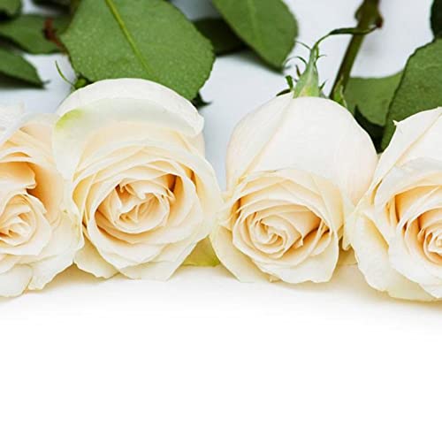 Rotyroya 100 Stück/Beutel Rosensamen süße hohe Keimrate mehrfarbige mehrjährige Pflanze Bonsai Rosenblüten Samen für Hofgarten Cremeweiß Rosensamen von Rotyroya