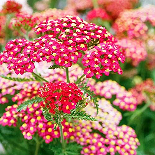 Rotyroya 100 Stück Blumensamen Blumensamen zum Pflanzen, hohe Keimung Dürre tolerant, frisch verschönernde Schafgarben-Blumensamen, eingetopft, dekorativ für den Hof Rot von Rotyroya