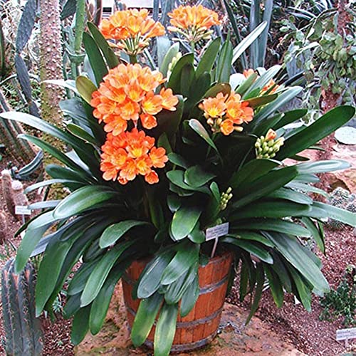 Rotyroya 100 Stück Clivia-Samen, für den Innen- und Außenbereich, zum Pflanzen duftender Bonsai-Blumen im Topf Clivia Miniata-Samen von Rotyroya