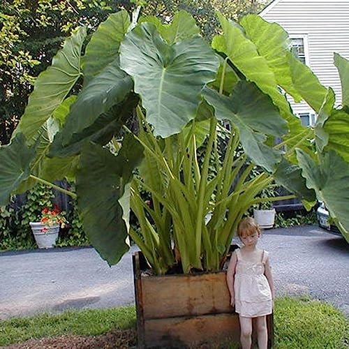 Rotyroya 100 Stück Colocasia Gigantea-Samen, dekorative Laubpflanze, Hausgarten, Hofdekoration Colocasia Gigantea-Samen von Rotyroya