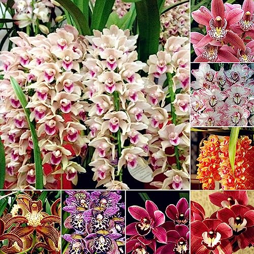 Rotyroya 100 Stück Cymbidium-Orchideensamen, Blumen-Bonsai-Pflanze, Garten, Büro, Balkon, Dekoration Cymbidium-Samen von Rotyroya