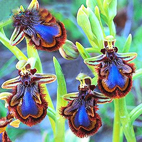 Rotyroya 100 Stück Orchideensamen, Cymbidium-Bonsai, seltene Blumenpflanze, Garten-Balkon-Dekor Cymbidium-Samen von Rotyroya