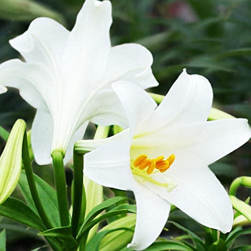 Rotyroya 100 Stück Pflanzensamen, seltene Lilien-Zwiebeln, Samen, Hausgarten, Balkon, Parfümblume, Bonsai-Pflanze Weiß Liliensamen von Rotyroya
