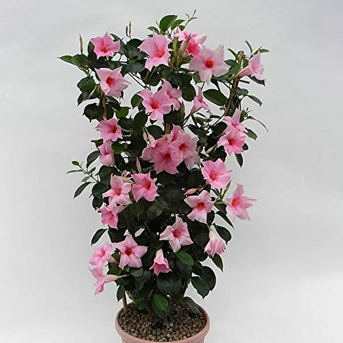 Rotyroya 100 Stück Pflanzensamen Klettern Mandevilla Sanderi Samen Bonsai Mehrjährige Topfzaunpflanze Rosa Mandevilla Sanderi-Samen von Rotyroya