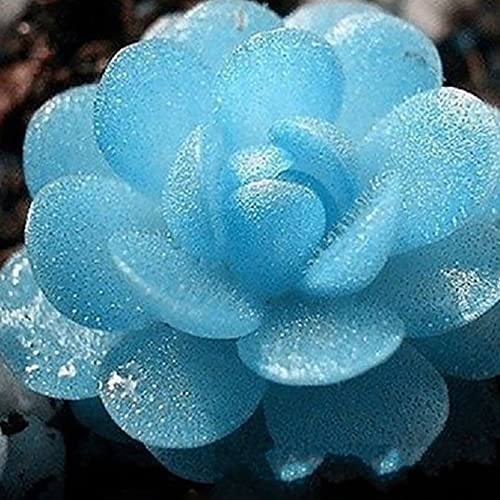 Rotyroya 100 Stück Pflanzensamen Lithops Pseudotruncatella Samen Steinblume Home Sukkulente Bonsai Pflanze Lithops Pseudotruncatella-Samen von Rotyroya