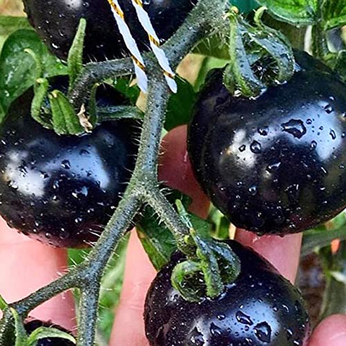 Rotyroya 100 Stück Tomatensamen, kreative Neuheit Black Sunshine bevorzugen leckere Pflanzensamen Gartenbedarf Schwarz von Rotyroya