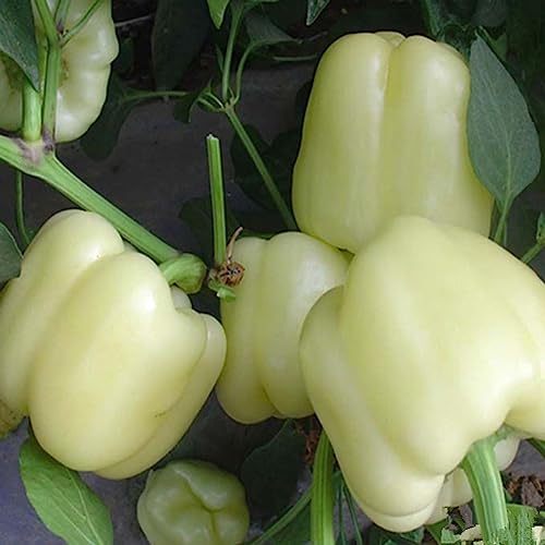 Rotyroya 100 Stück bunte Paprika-Chili-Samen, köstliche Gemüsepflanzen-Gartendekoration Weiß Chili-Samen von Rotyroya