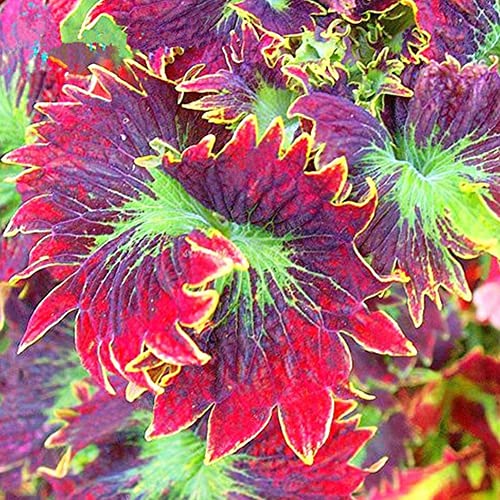 Rotyroya 100 Stück farbige Gras-Coleus-Samen, Bonsai-Topf, mehrjährige Pflanze, Hausgarten-Dekor 2# von Rotyroya