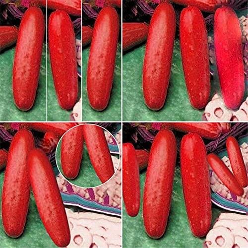 Rotyroya 100 Stück rote Gurkensamen, Gartenhof, einfach wachsendes Cucumis-Fruchtgemüse Rote Gurkensamen von Rotyroya