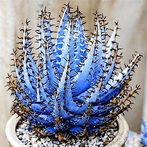 Rotyroya 100 Stück seltene Aloe-Vera-Samen, saftige Anti-Strahlungs-Hausgarten-Bonsai-Pflanze Blau von Rotyroya