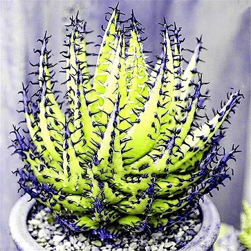 Rotyroya 100 Stück seltene Aloe-Vera-Samen, saftige Anti-Strahlungs-Hausgarten-Bonsai-Pflanze Gelb von Rotyroya